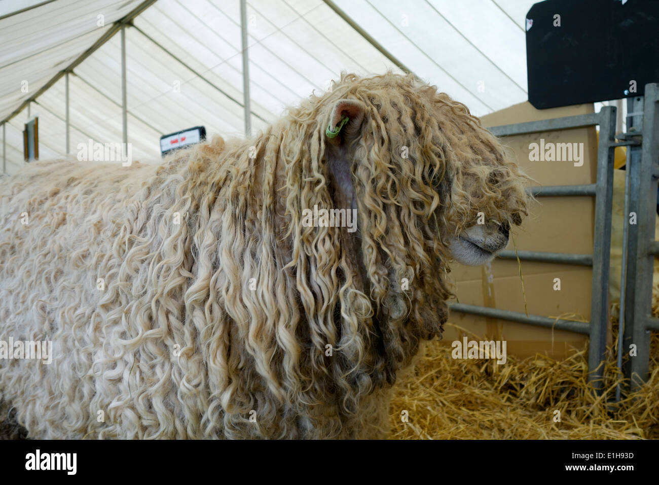 Longwool sheep at The Bath & West Show, Wiltshire Stock Photo