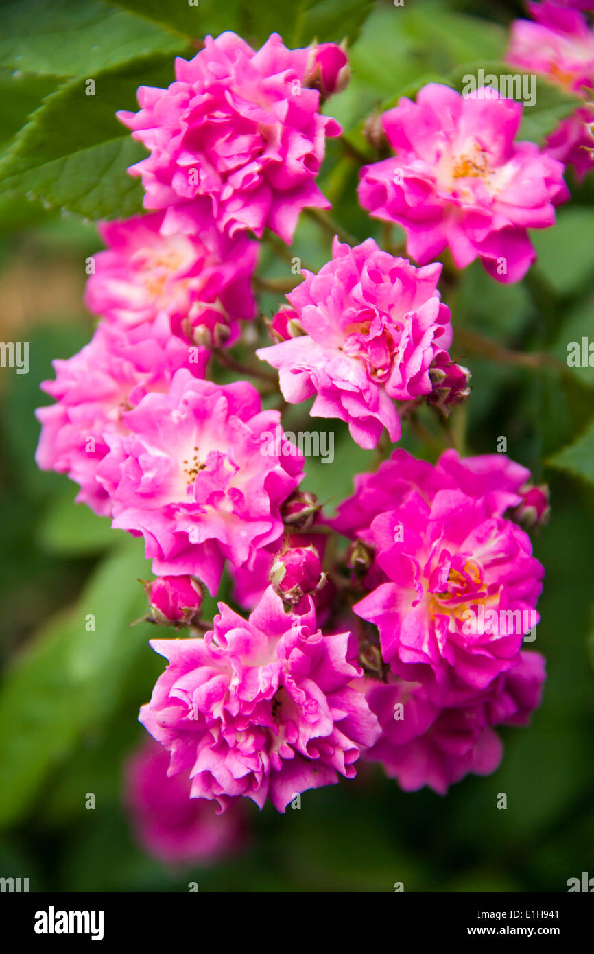 Climbing pink rose arch hi-res stock photography and images - Alamy