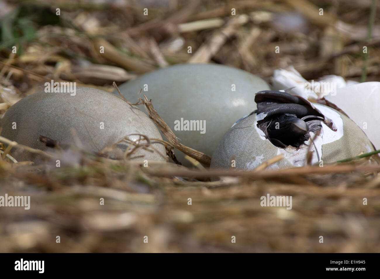 Swan hatching eggs hires stock photography and images Alamy