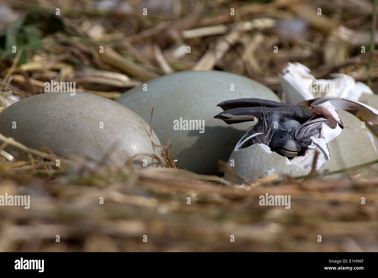 Mute Swan, Cygnus olor hatching from its egg Stock Photo Alamy