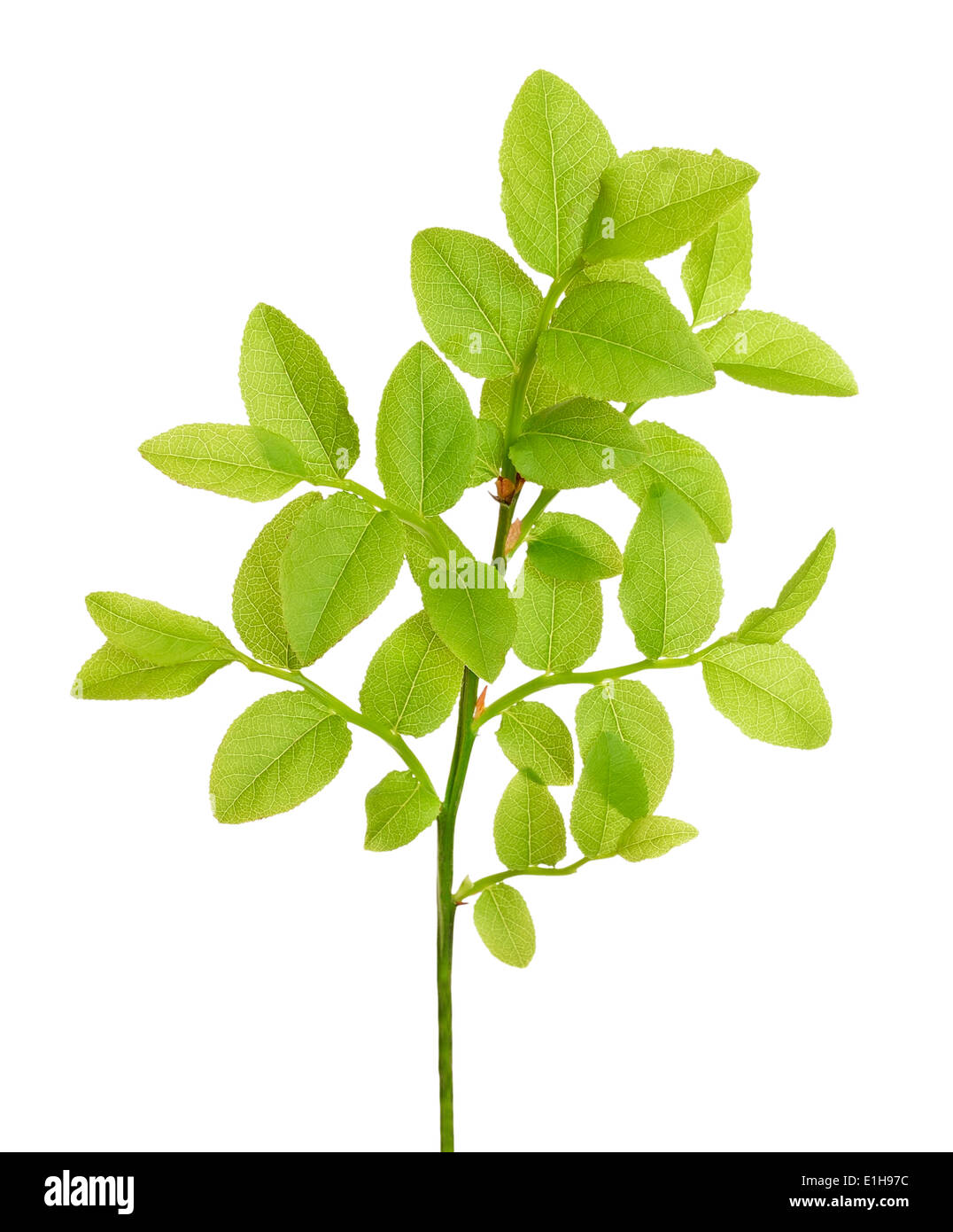 Vaccinium myrtillus branch isolated on white background Stock Photo