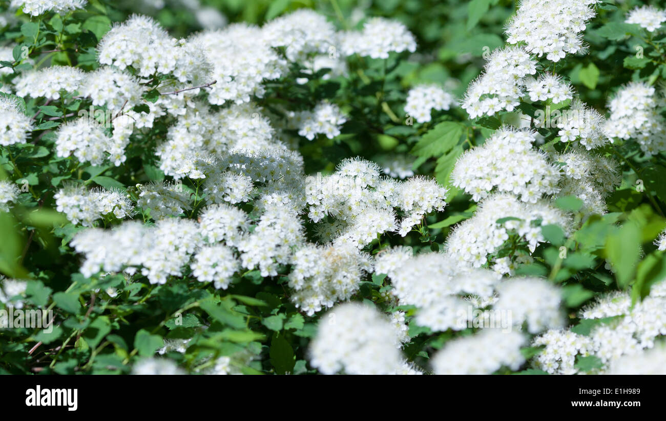 Blooming white flowers shrub Spiraea Stock Photo