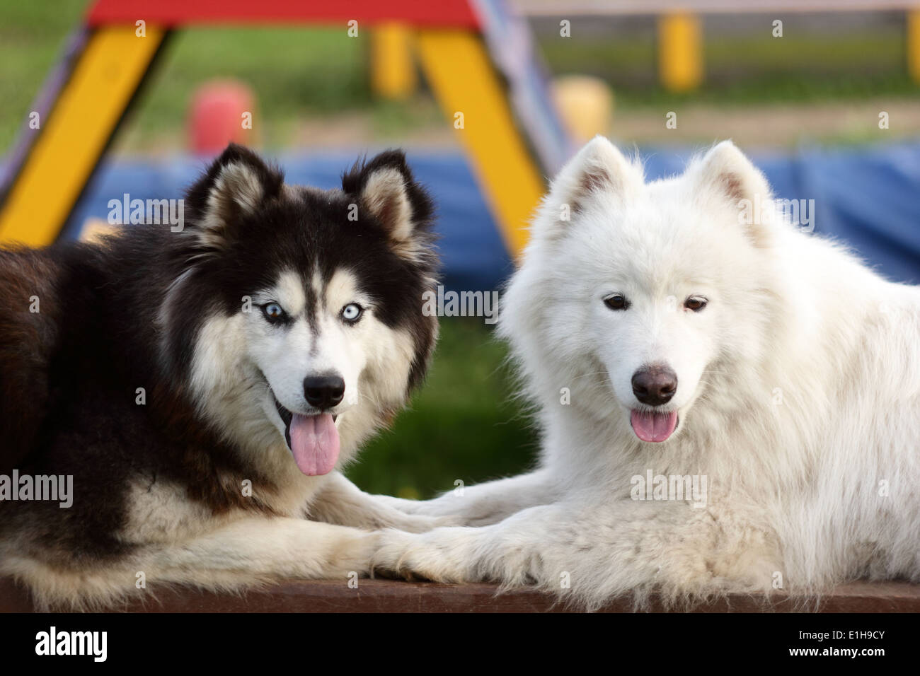 Portrait of a Siberian Husky and Alaskan Malamute Stock Photo