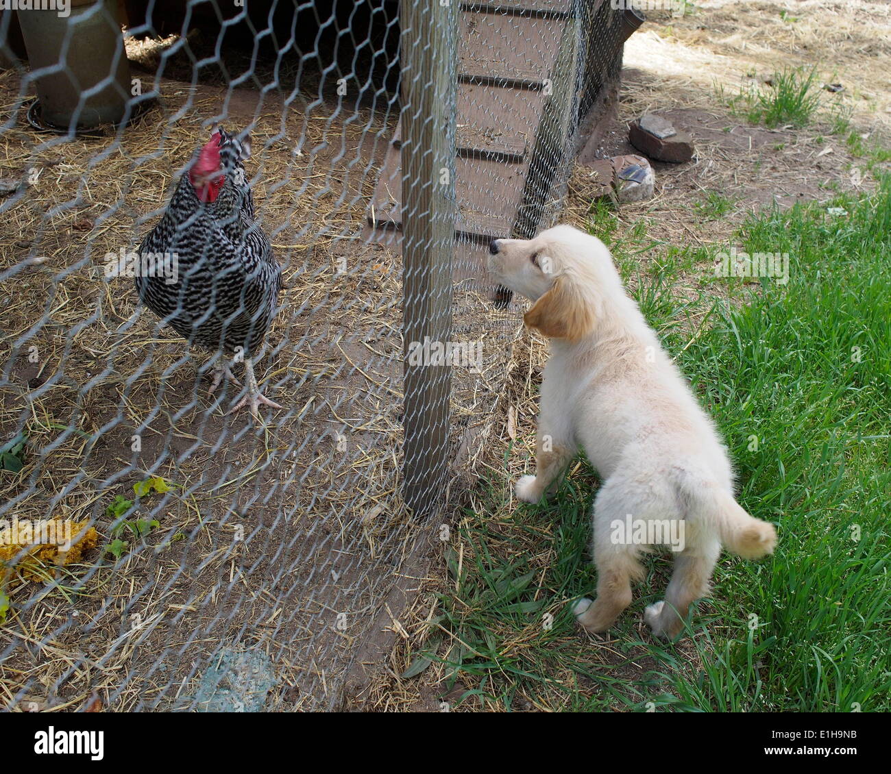 Golden retriever top and chickens
