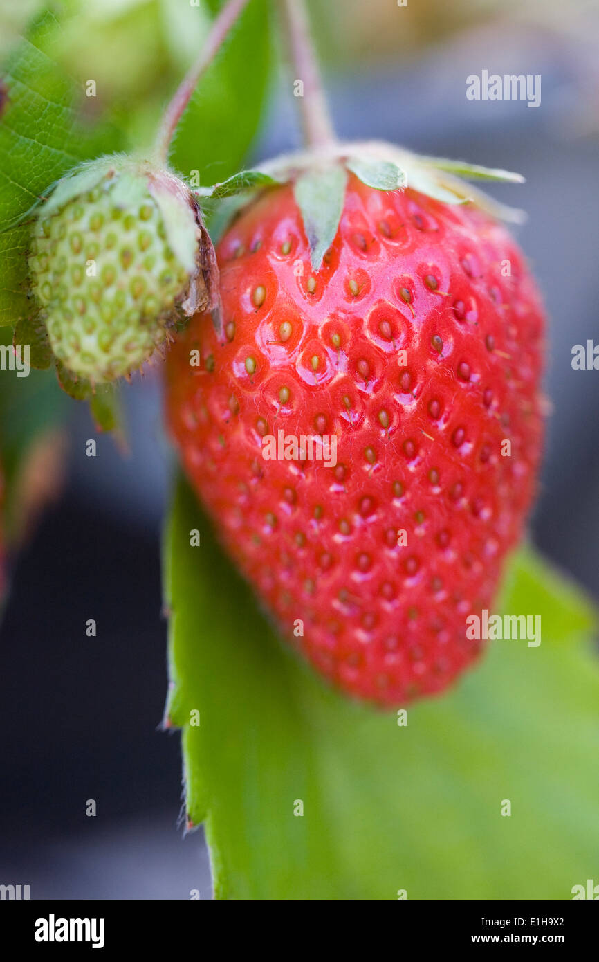 Close up of ripening strawberries. Stock Photo