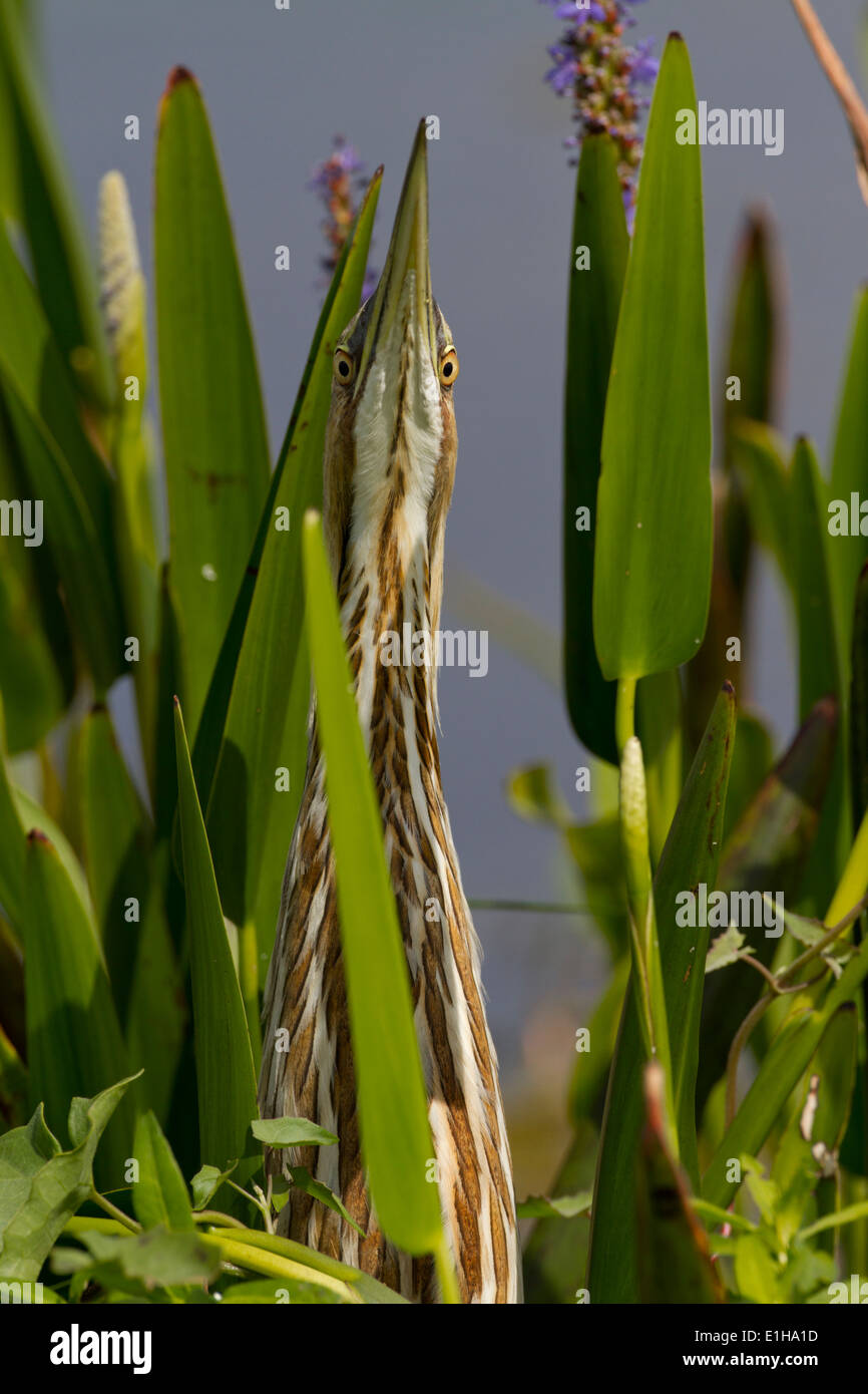 Defense alert hi-res stock photography and images - Alamy