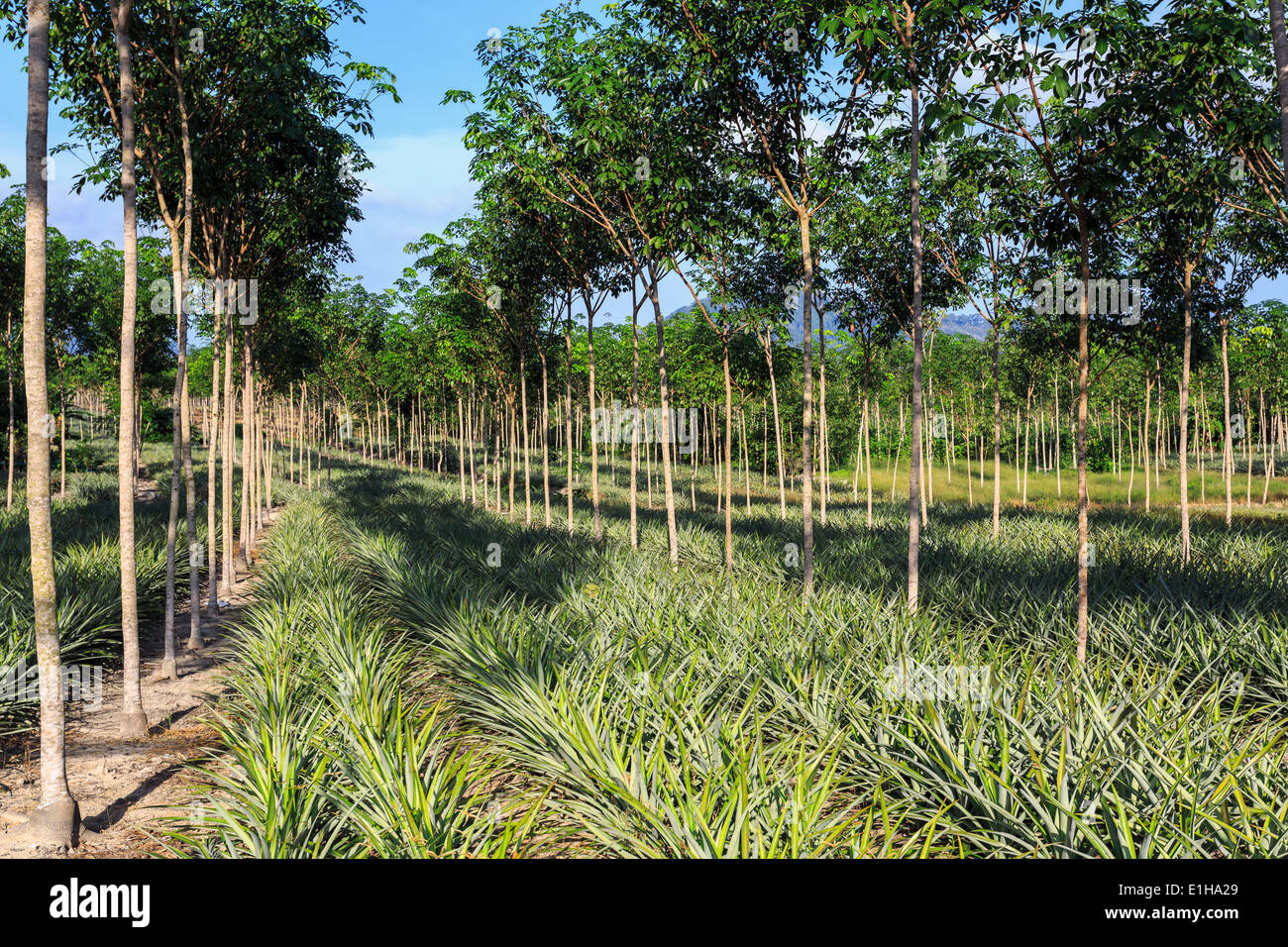 Pineapple plantation thailand hires stock photography and images Alamy