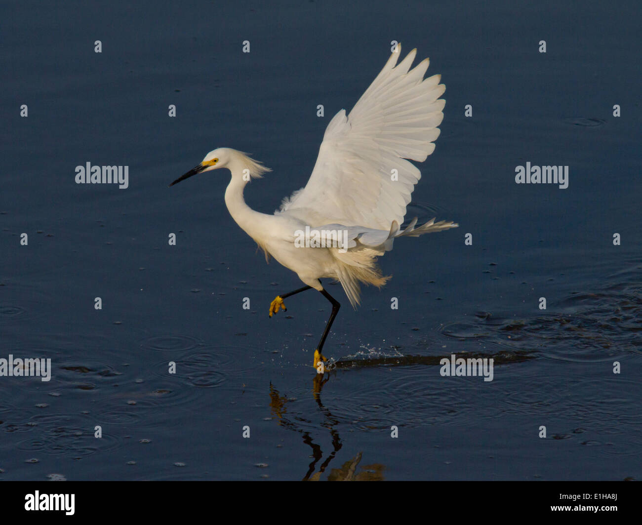Bird skimming surface of water hires stock photography and images Alamy