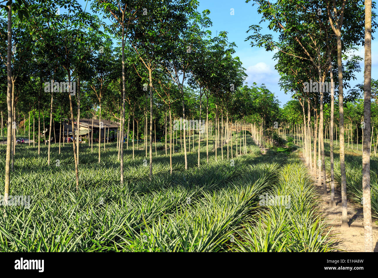 Rubber Tree And Pineapple Plantation With Rows Of Cultivated Trees In