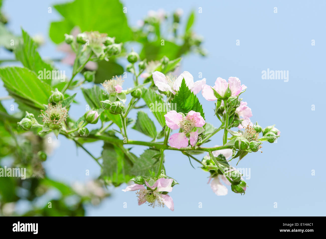 Summer raspberry blossoming bush with purple flowers and lush leafage against clear blue sky Stock Photo