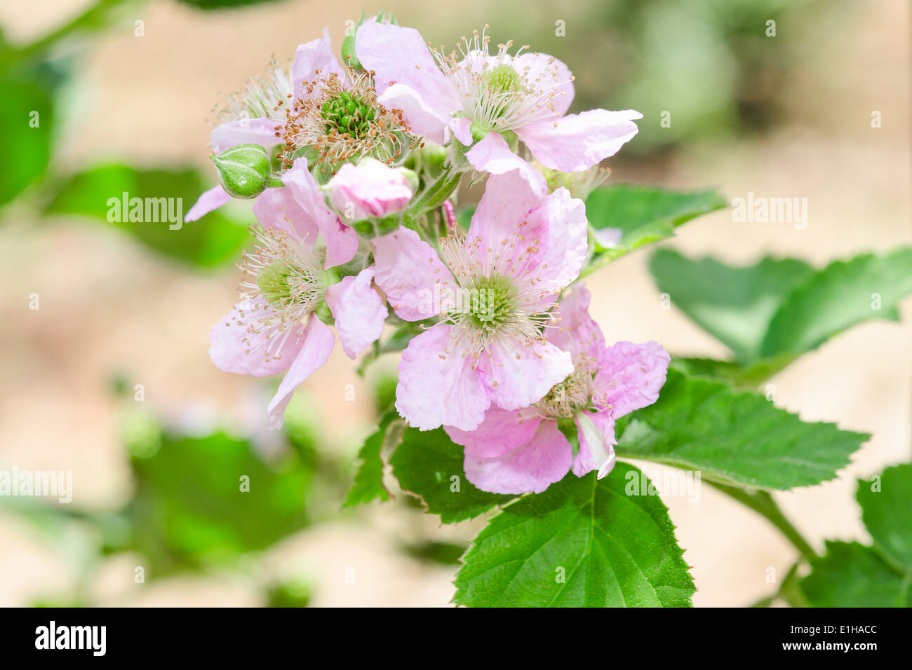 Bunch of blackberry or raspberry spring blossom with purple flowers Stock Photo