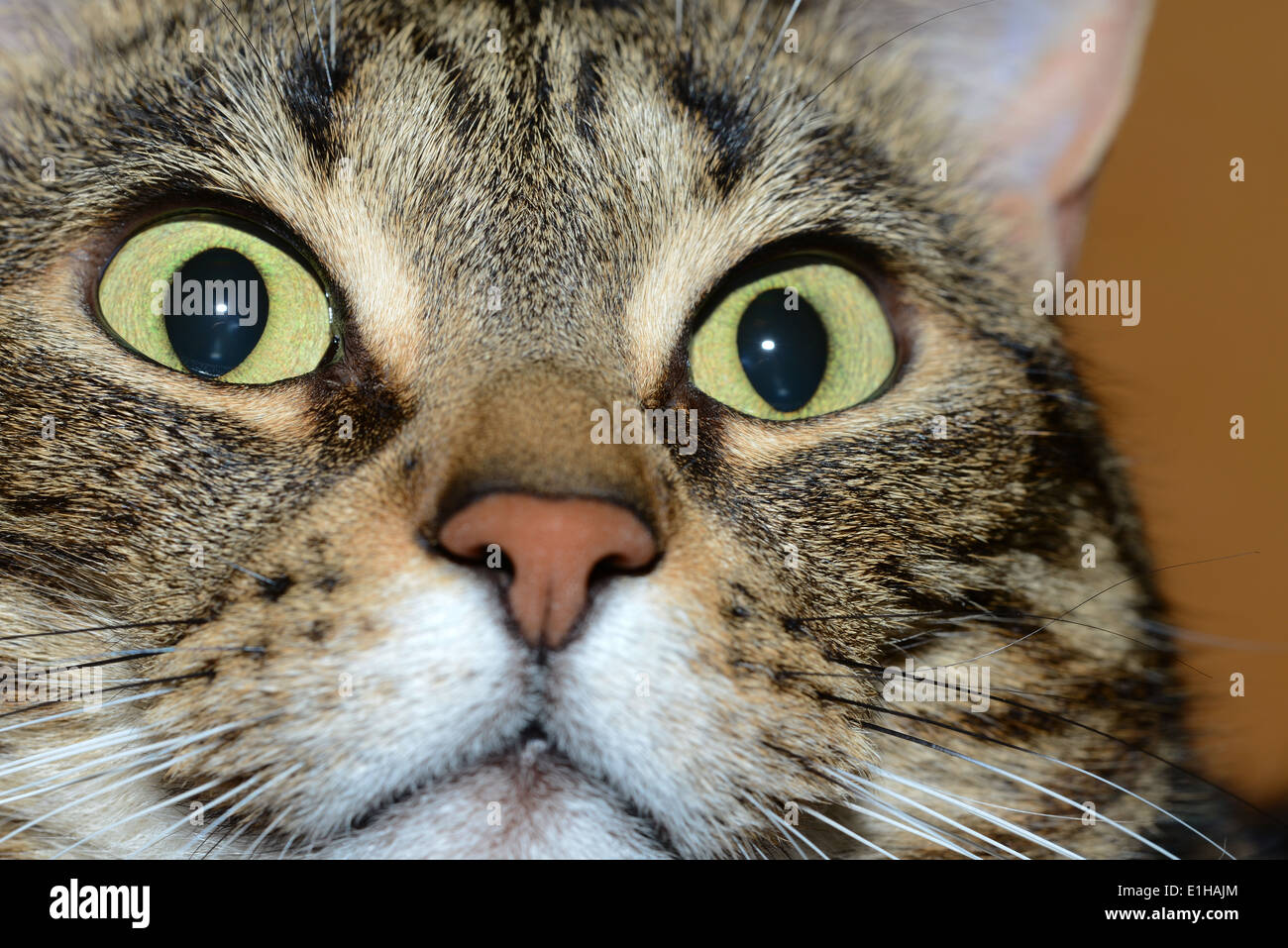 Egyptian Mau cat - amazed Stock Photo