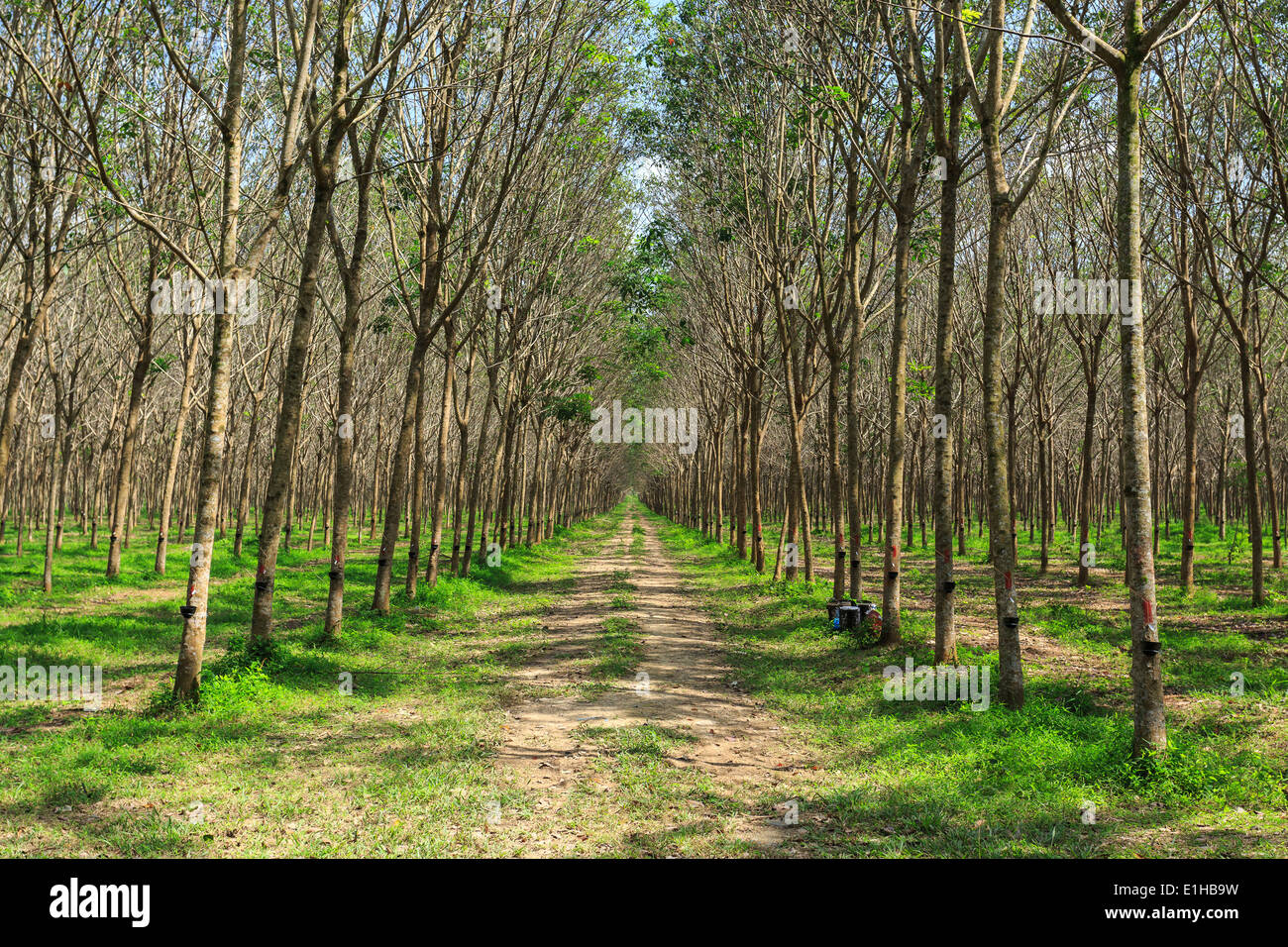 Rubber Tree Plantation With Rows Of Cultivated Trees In Phuket