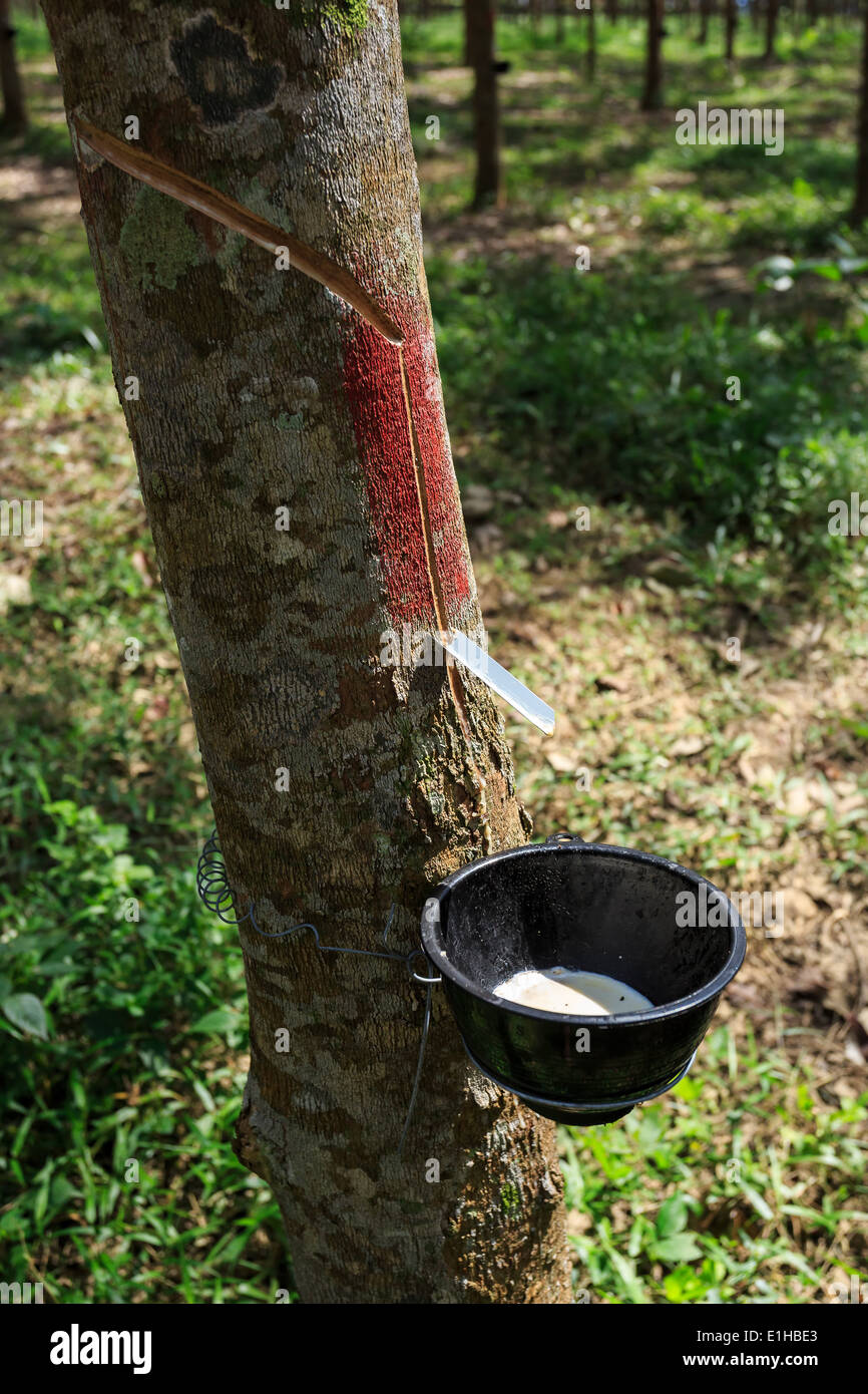 Tapping latex from rubber tree hires stock photography and images Alamy