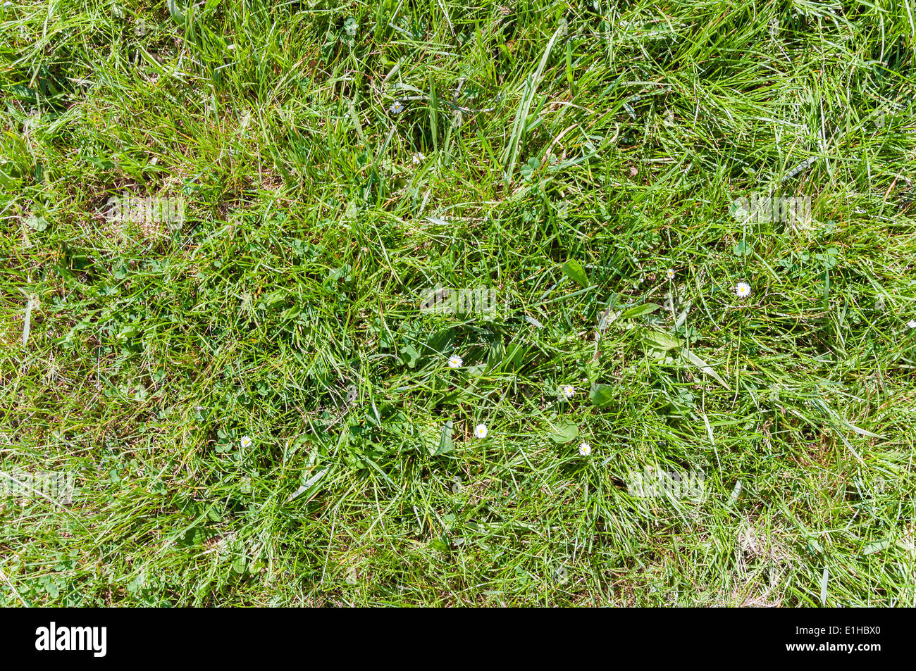 Natural green grass field seamless background texture Stock Photo