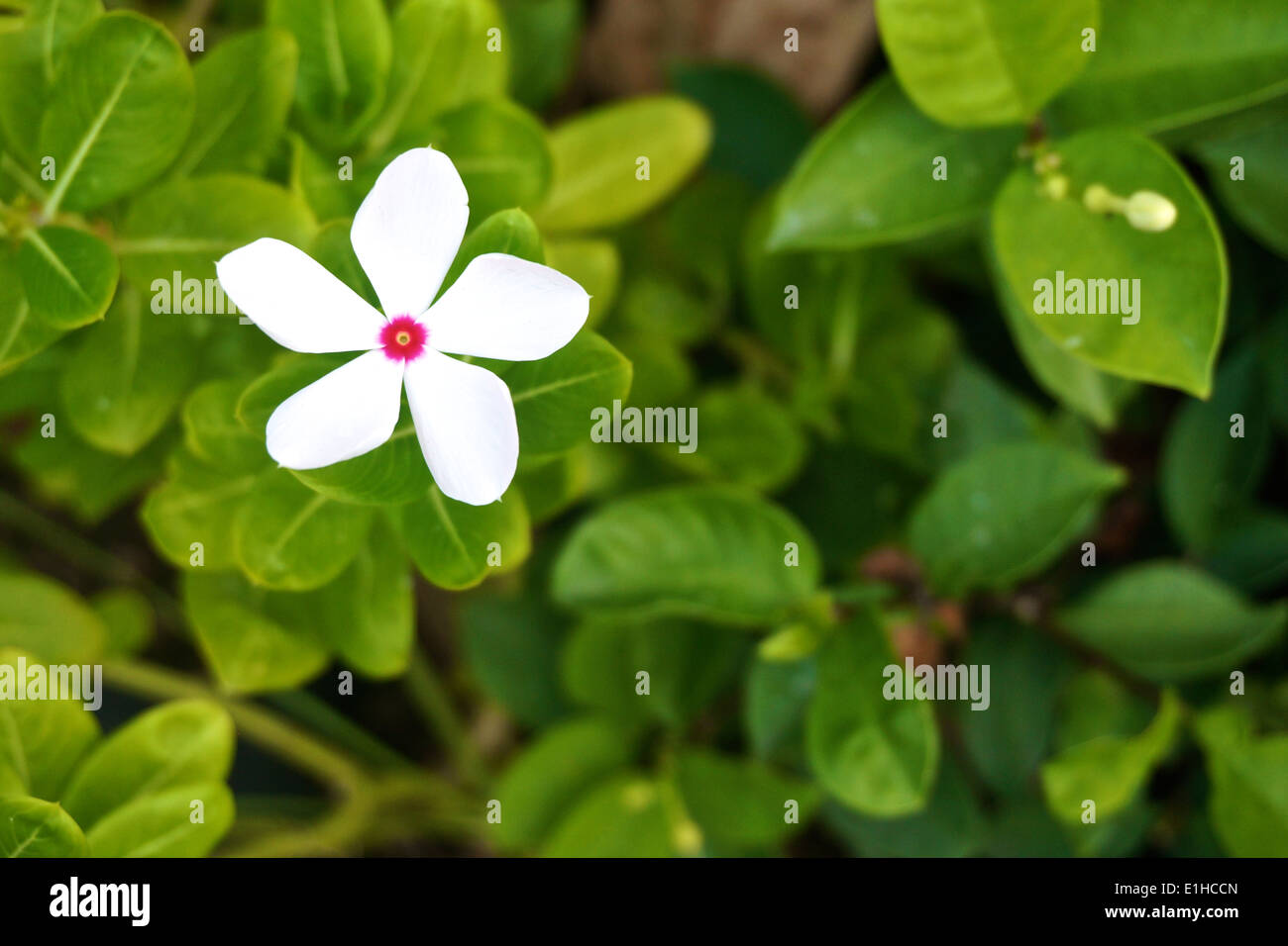 White flower green leaves pink center hi-res stock photography and ...