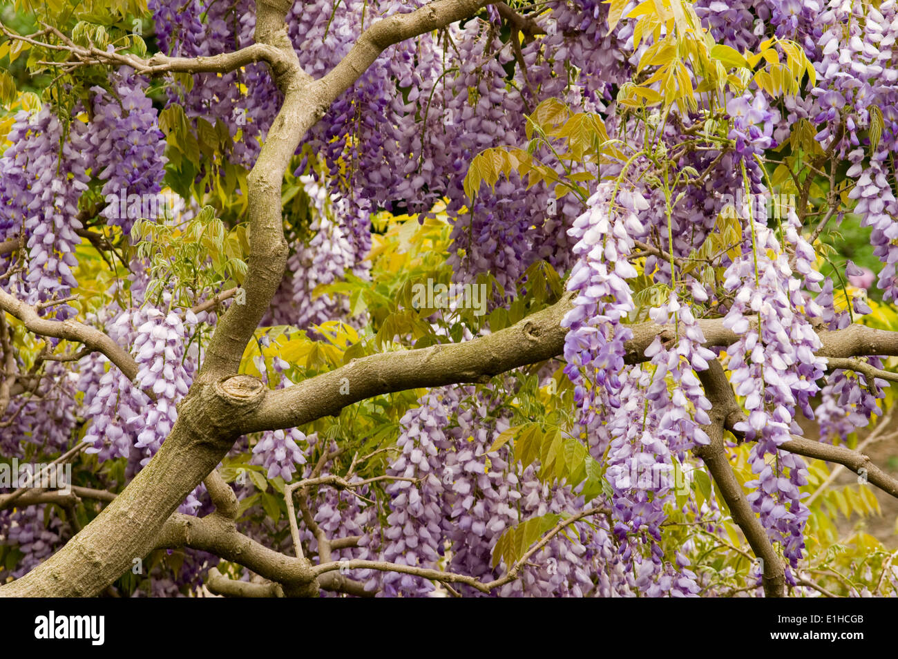 Wisteria blossoms in bloom and hanging from the tree and vine branches Stock Photo