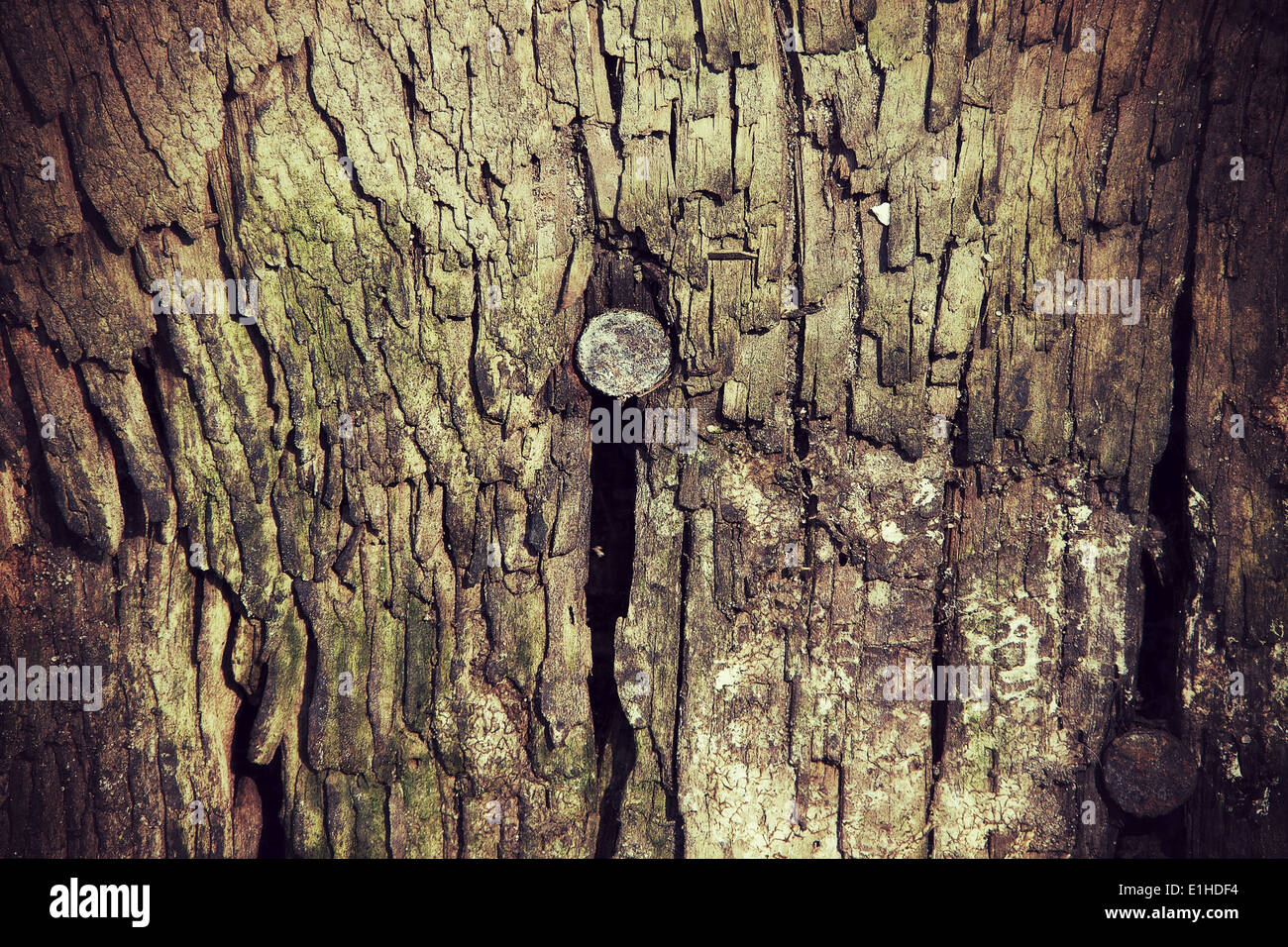 Close rotten wood Stock Photo - Alamy