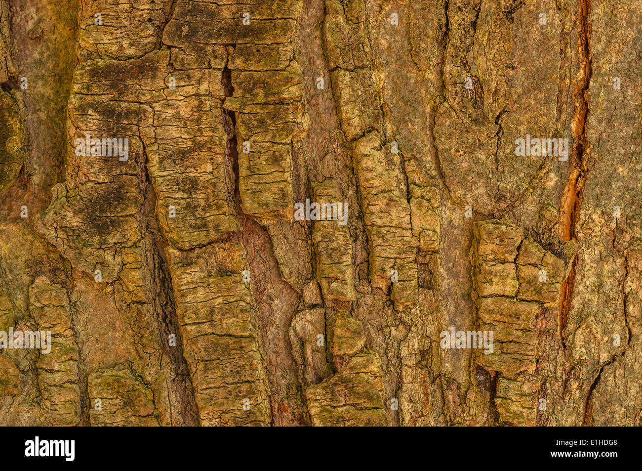 Tree Bark Background for wallpaper or art Stock Photo - Alamy