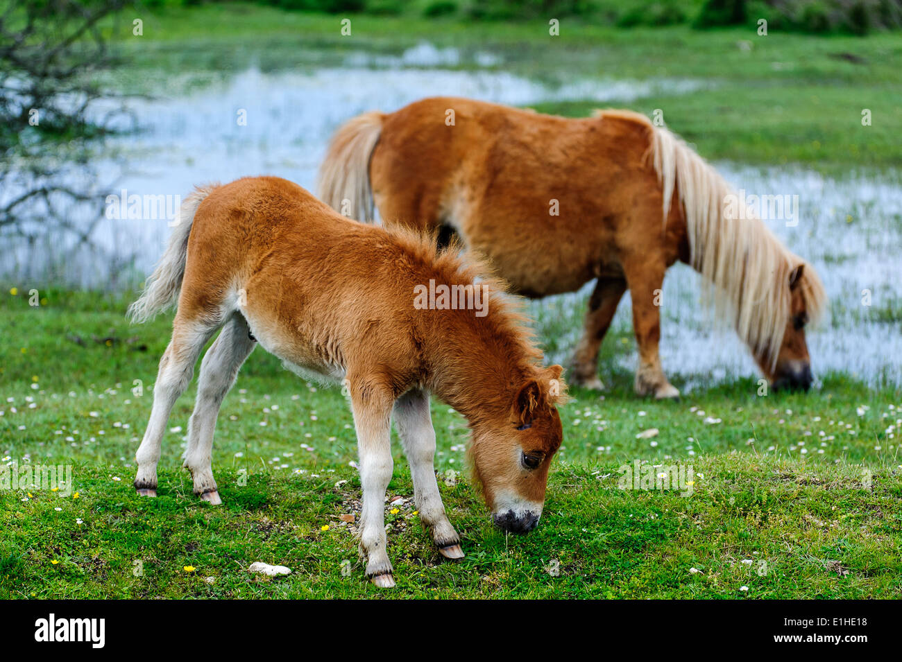 Shetland Pony & New Forest Ponies in in the New Forest Hampshire UK Stock Photo