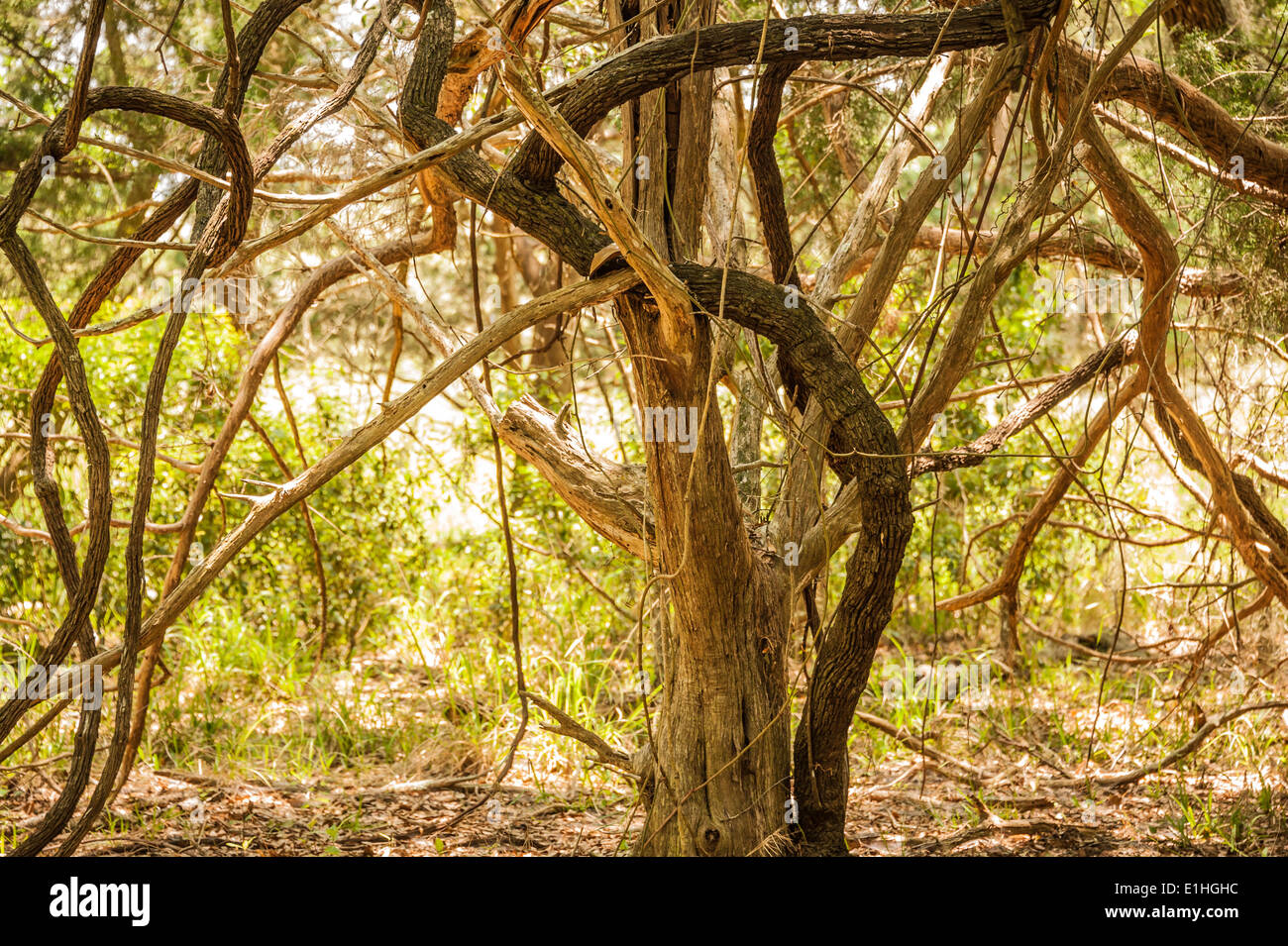 Twisted vines entangled with tree limbs along a wooded trail at Guana River State Park near St. Augustine and Jacksonville, FL. Stock Photo