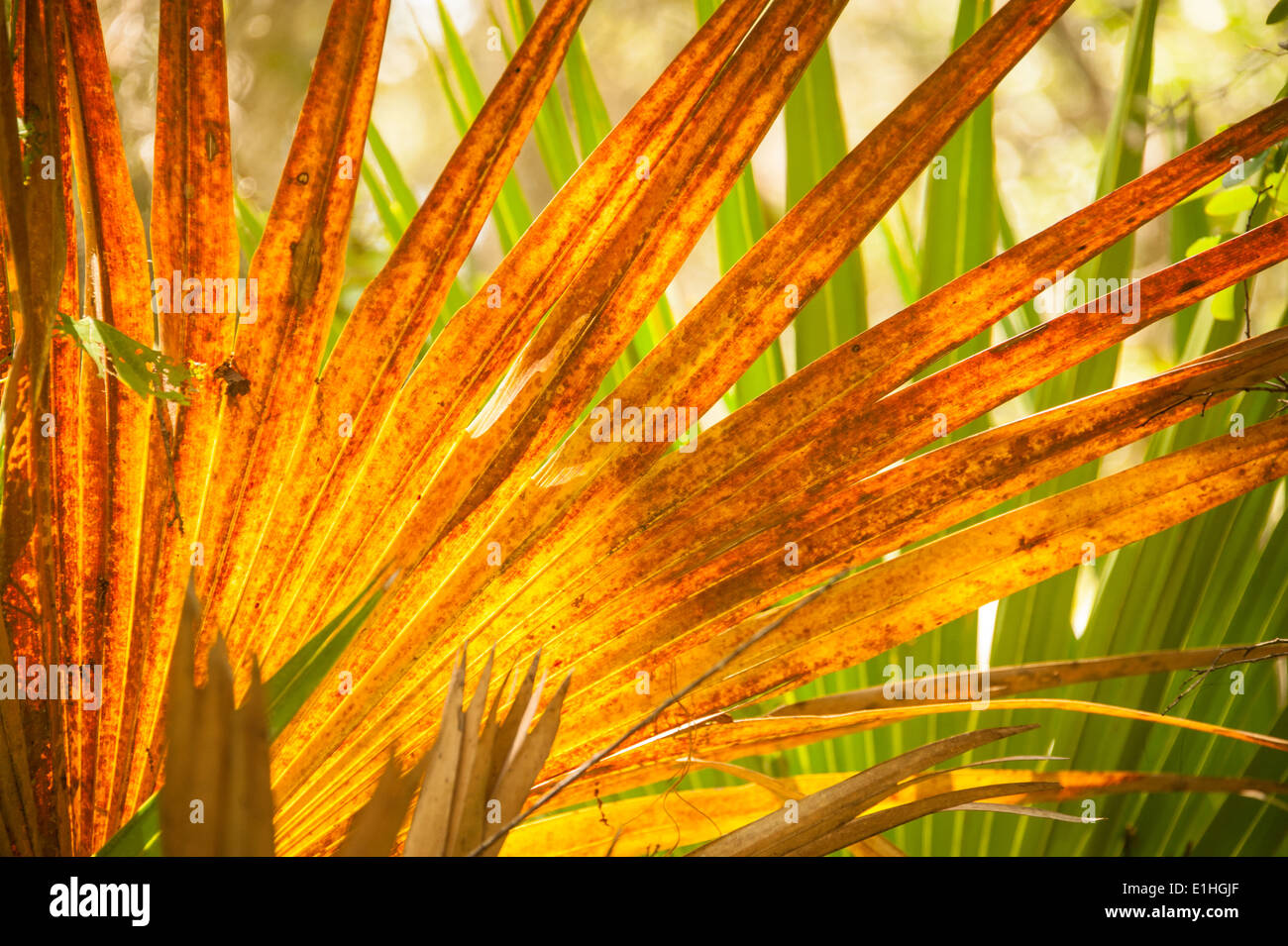 Orange and green Palmetto fronds along a wooded trail at Guana River State Park off A1A between St. Augustine and Jacksonville. Stock Photo