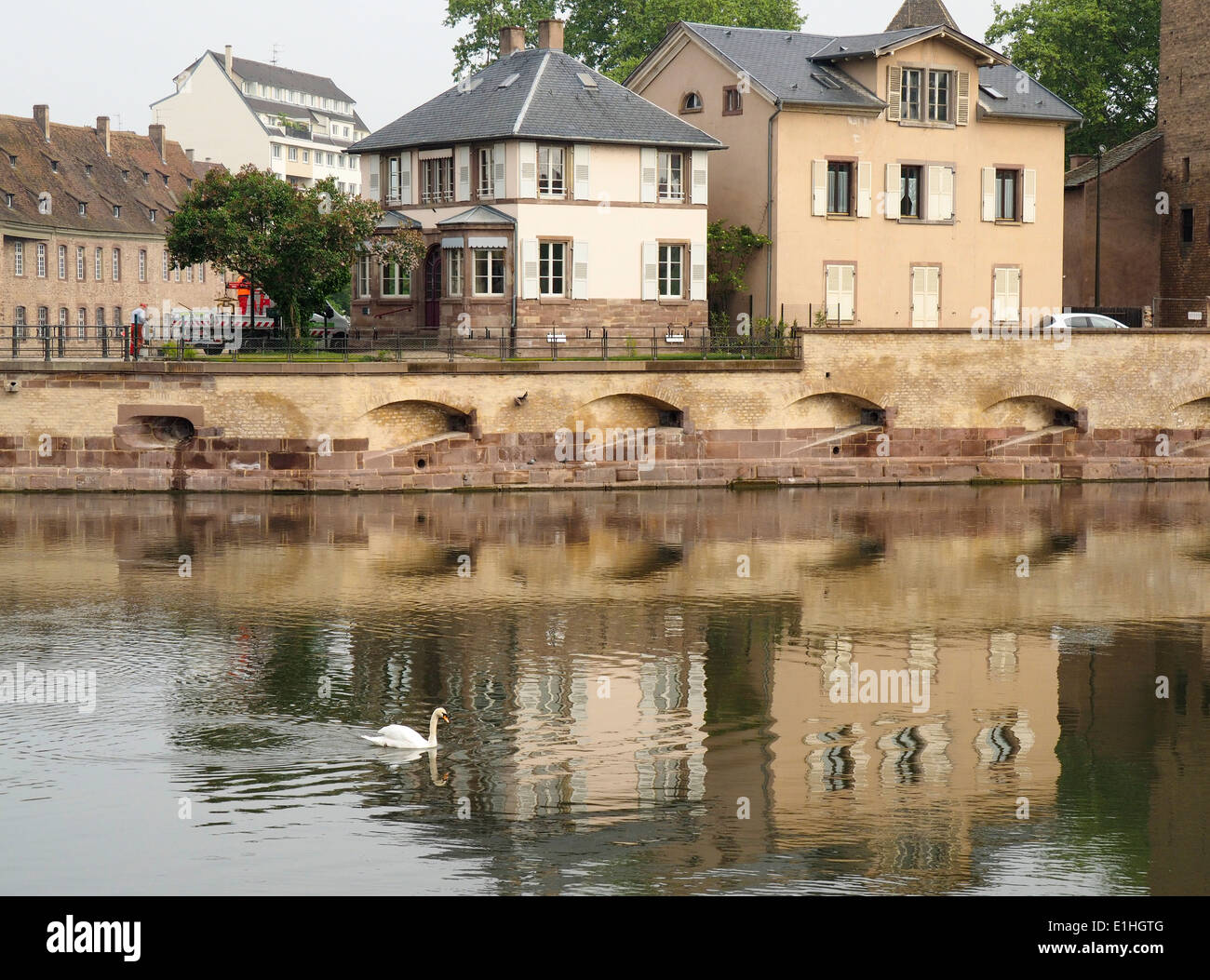 White Swan  Swimming on River in Strasbourg France Stock Photo