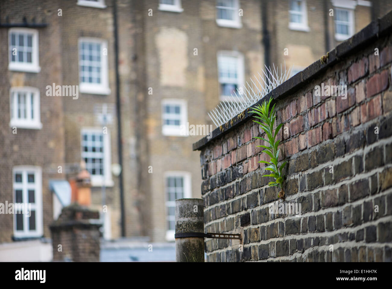 Growing on brick wall hires stock photography and images Alamy