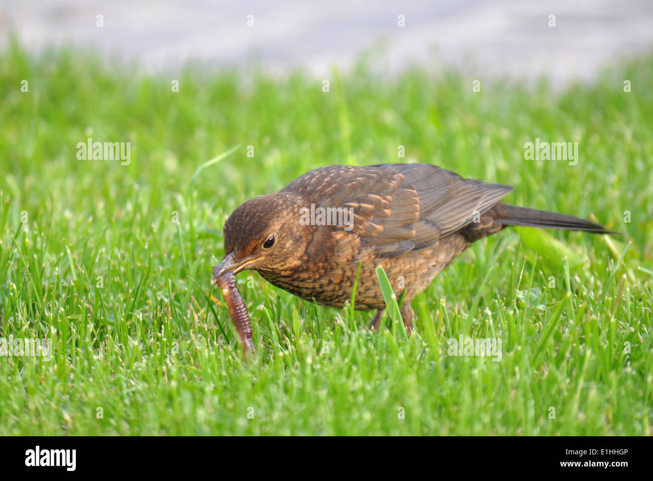 Common Blackbird, Turdus merula Stock Photo