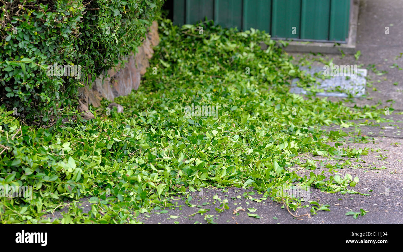 Hedge cuttings from a freshly cut hedge england uk Stock Photo Alamy