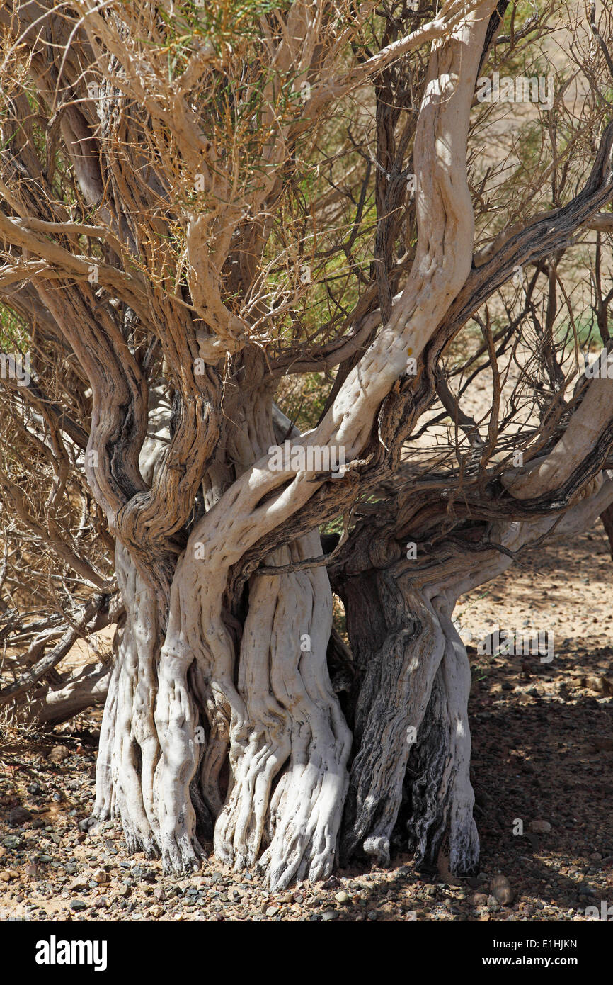 Saxaul tree (Haloxylon sp.), Gobi Gurvansaikhan National Park, southern Gobi Desert, Ömnögovi Province, Mongolia Stock Photo