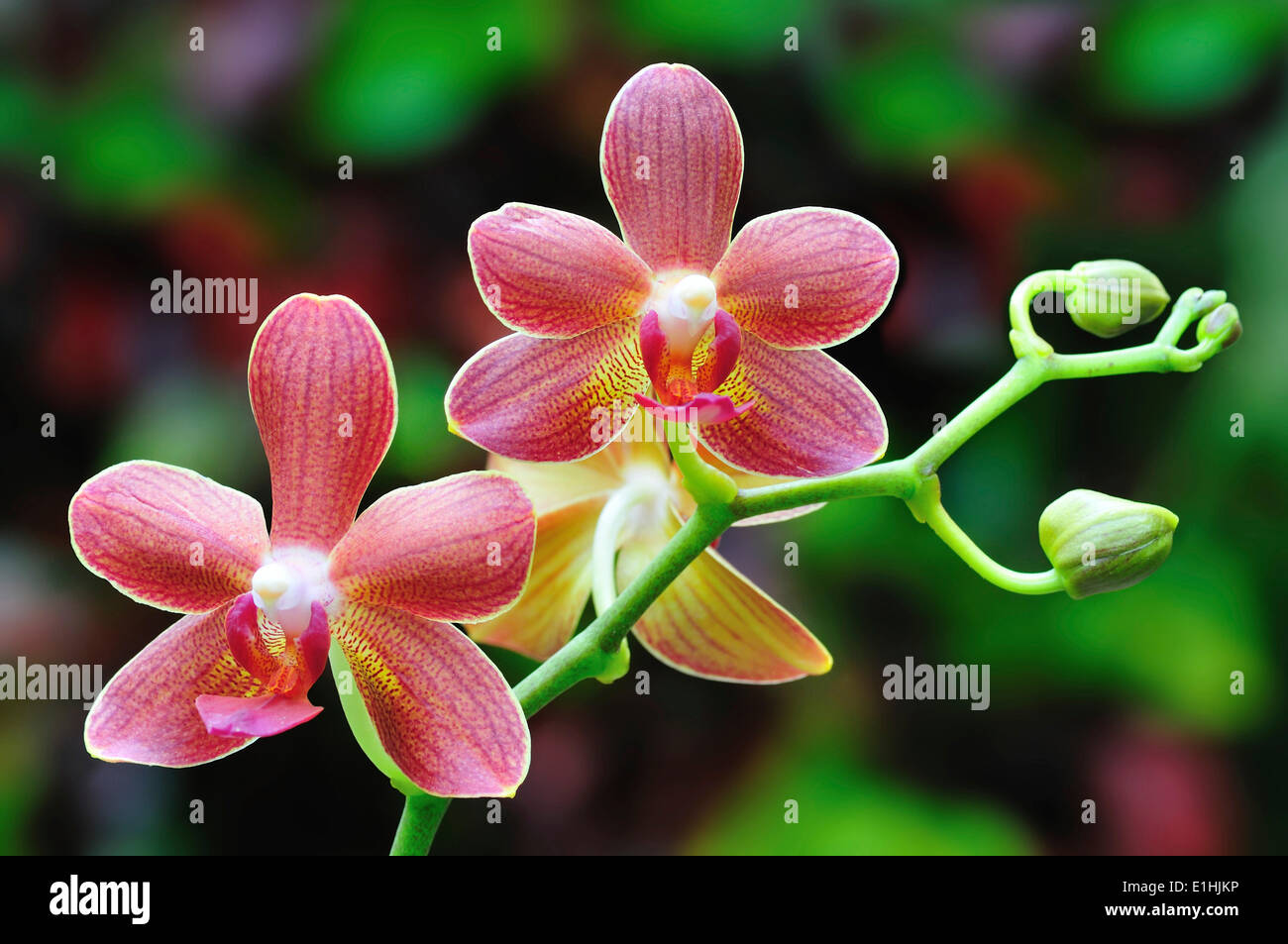 Red-brown orchid flowers (phalaenopsis) on branch with buds Stock Photo