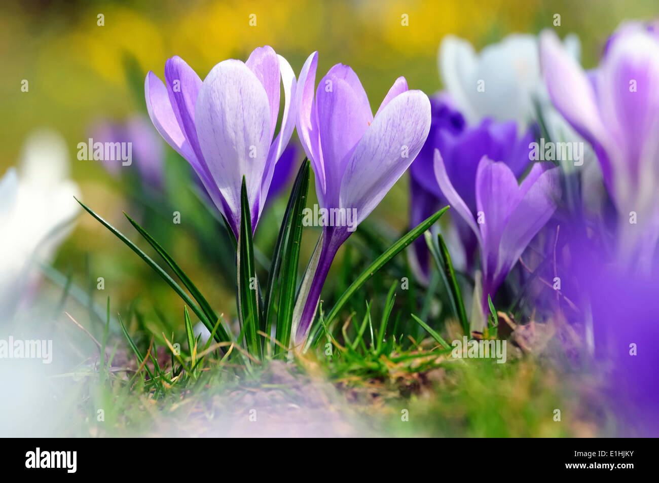 Purple and white crocuses (Crocus) Stock Photo