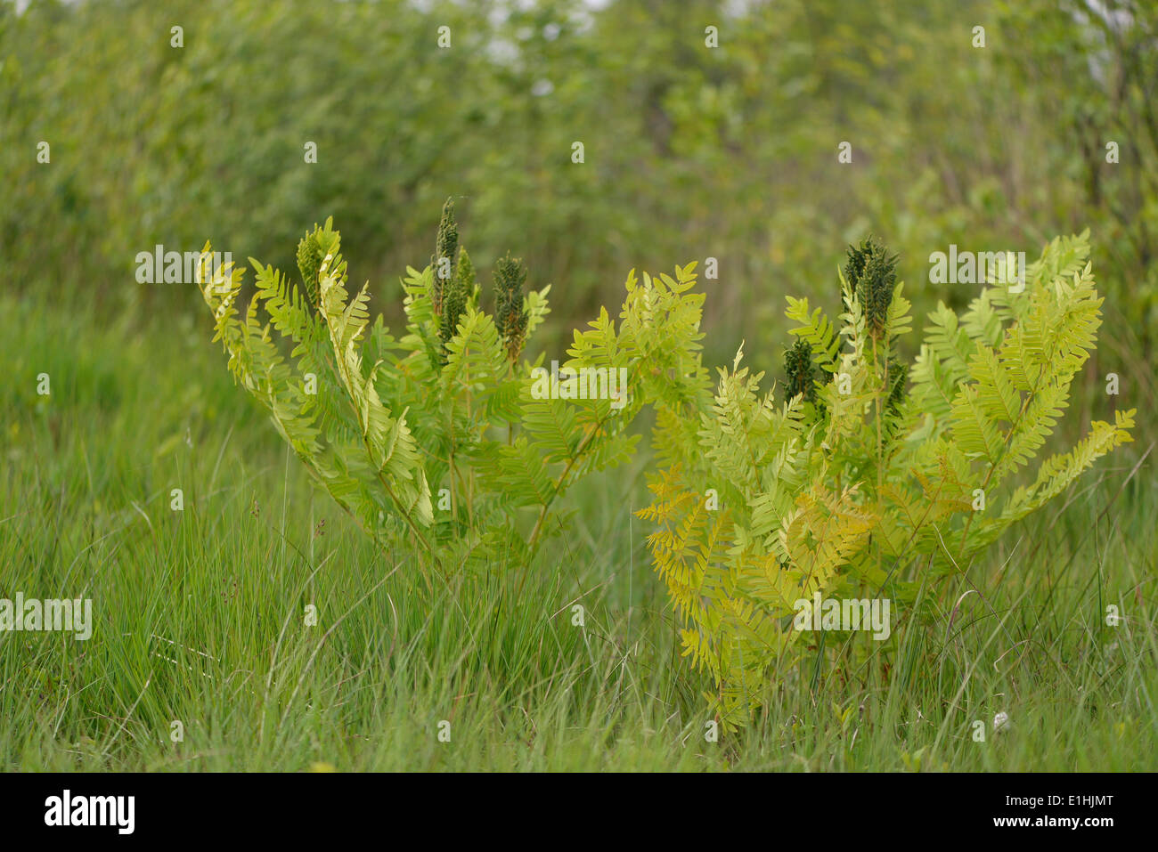 Royal fern (Osmunda regalis), Drenthe Province, The Netherlands Stock Photo