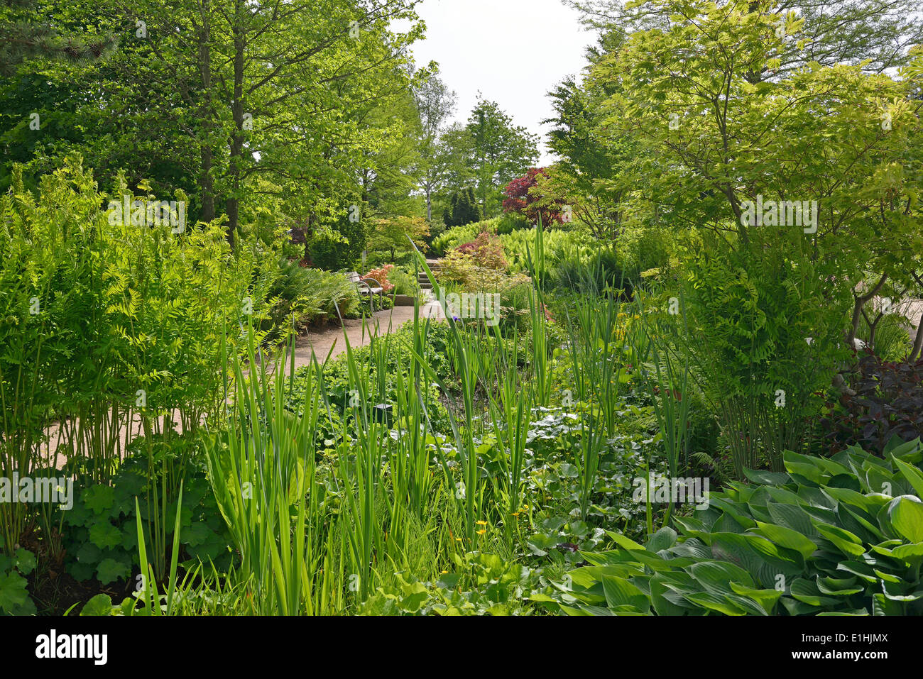 Park of Gardens garden show, Royal Fern (Osmunda regalis), Siberian Iris (Iris sibirica), Hosta or Plantain Lily (Hosta) Stock Photo