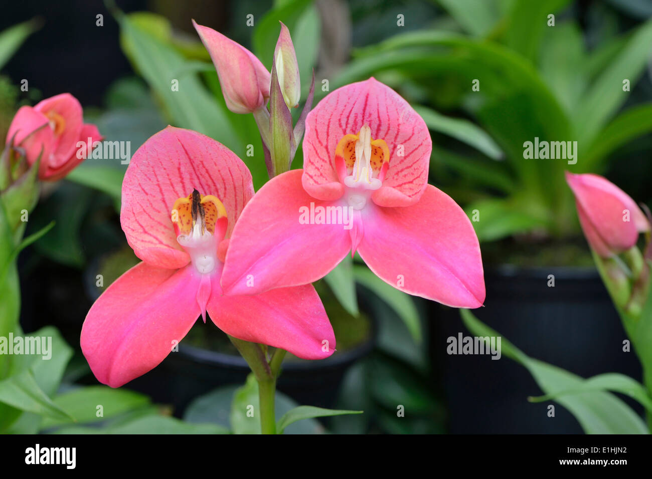 Disa orchid hybrid (Disa), Berggarten, Herrenhausen, Hanover, Lower Saxony, Germany Stock Photo