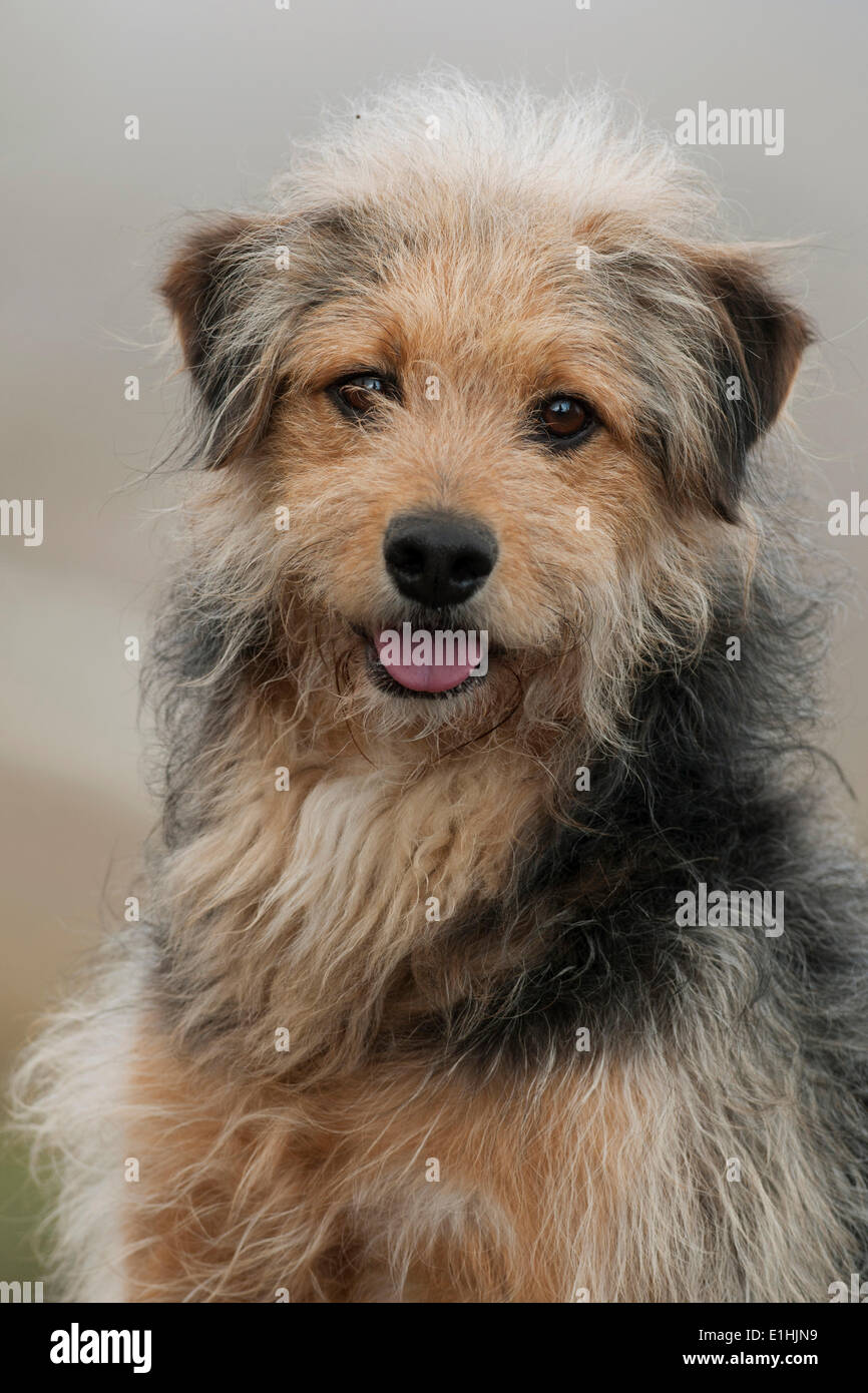 Bosnian Coarse haired Hound Bosanski O trodlaki Goni or Barak
