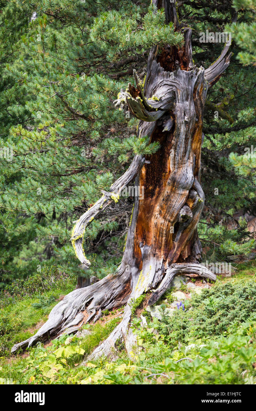Swiss pine (Pinus cembra) in the pine forest God Tamangur, Val S-charl, Swiss National Park, Graubünden, Switzerland Stock Photo