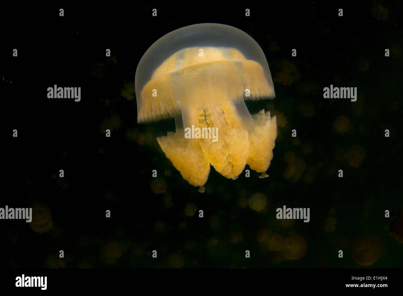 Golden Medusa or Papuan Jellyfish (Papua Mastigias), Jellyfish Lake, inland saltwater lake, Eil Malk or Mecherchar, Palau Stock Photo