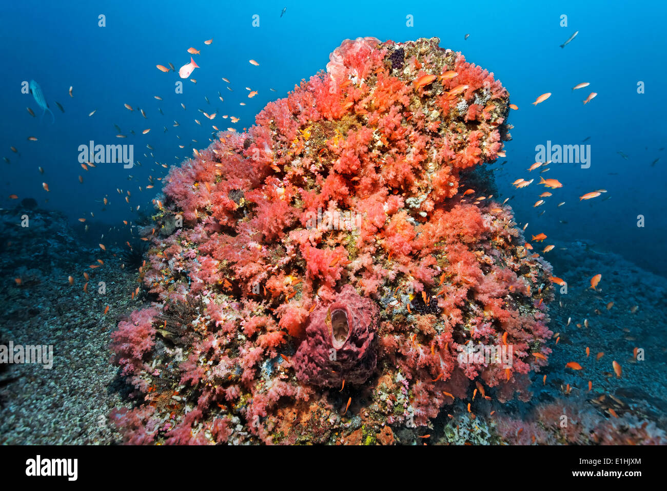Coral block covered with various red Soft Coral (Alcyonacea) and