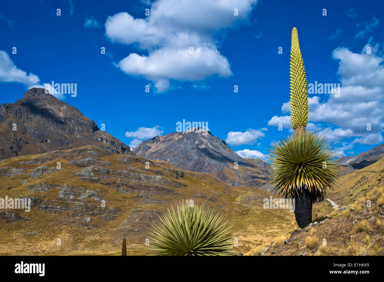 Queen of the Andes or Giant Bromeliad (Puya raimondii), about 8 m high with inflorescence, the highest inflorescence in the Stock Photo