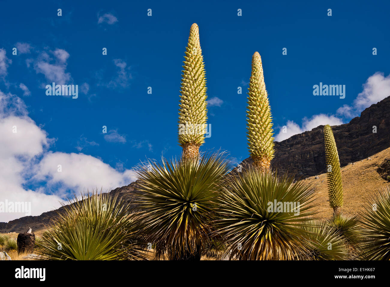 Queen of the Andes or Giant Bromeliads (Puya raimondii), about 8 m high with inflorescence, the highest inflorescence in the Stock Photo