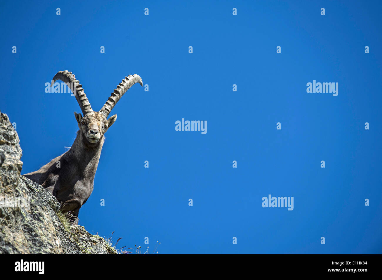 Alpine Ibex (Capra ibex), Stelvio National Park, Italy Stock Photo