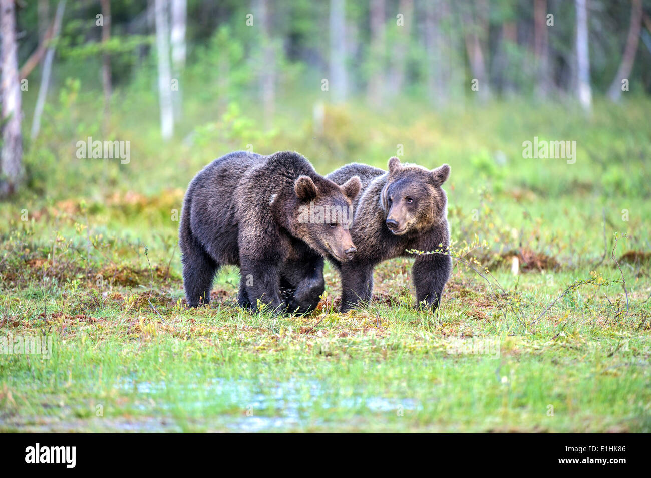 Two Brown Bears (Ursus arctos), juvenile, Karelia, Finland Stock Photo