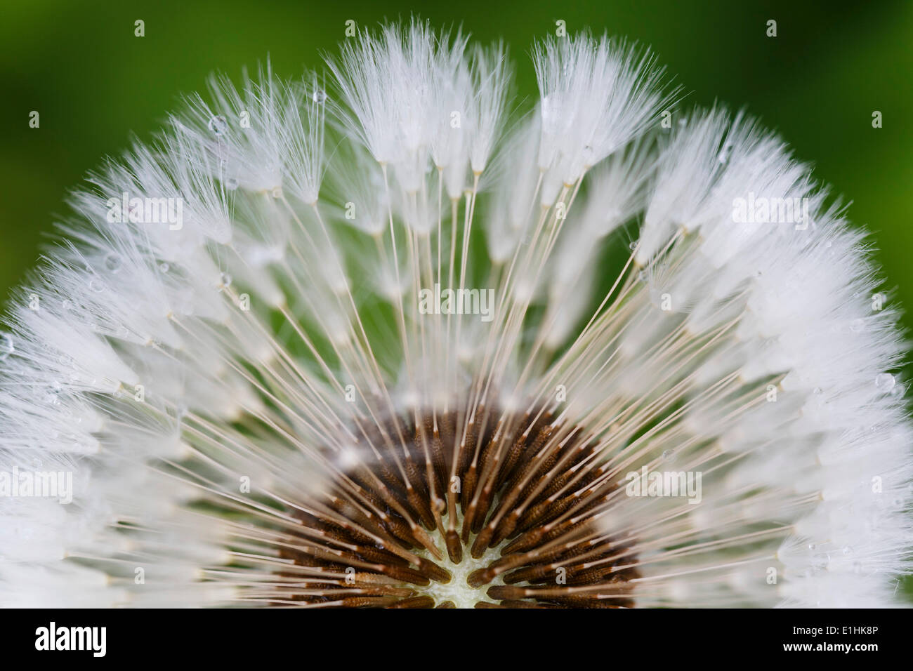 Dandelion (Taraxacum officinale), blowball, Thuringia, Germany Stock Photo