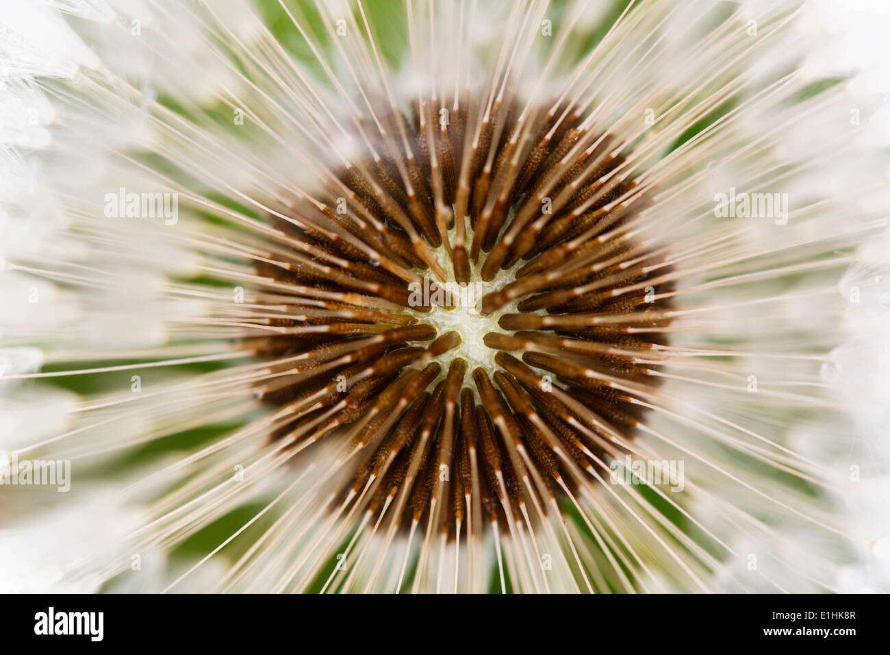 Dandelion (Taraxacum officinale), blowball, Thuringia, Germany Stock Photo
