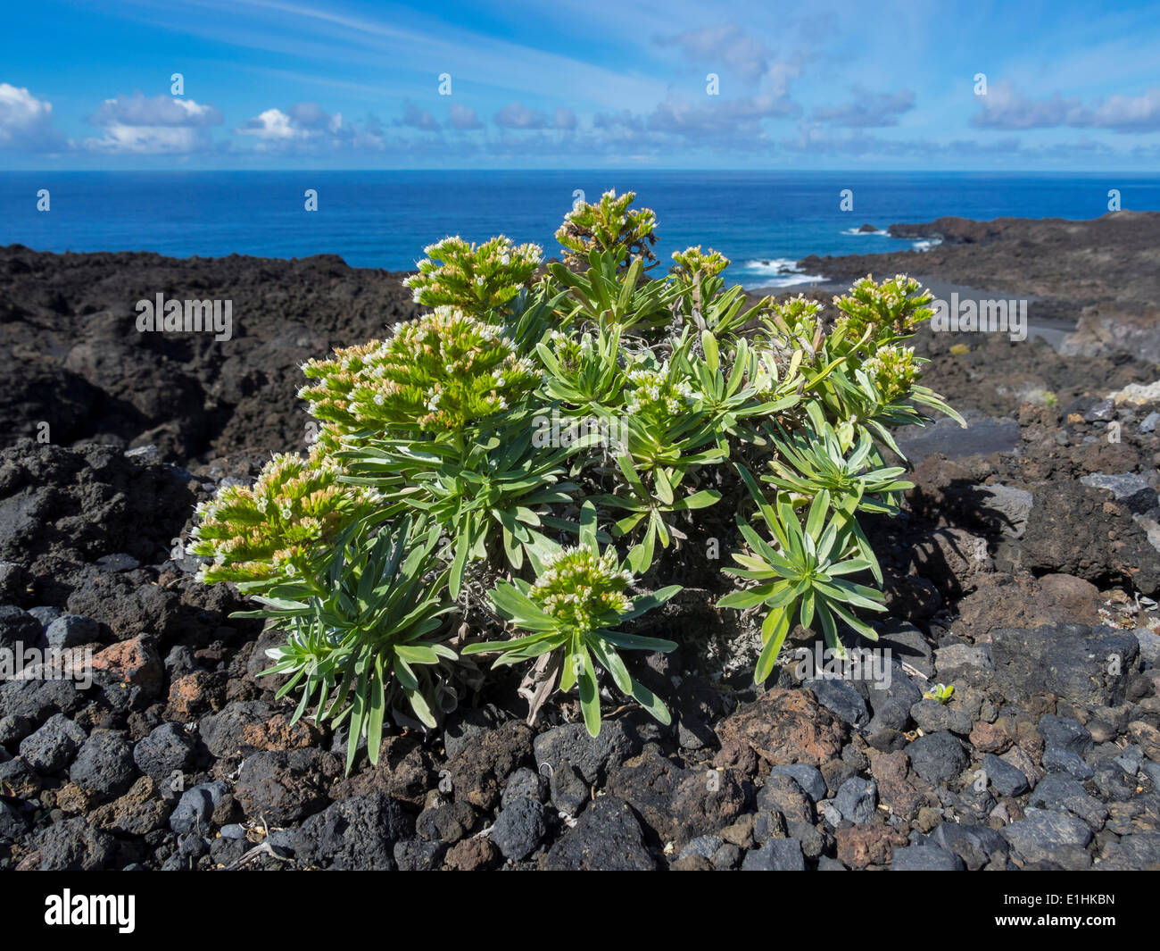 Small spurge bush (Euphorbia) on the cliff, near Las Indias, La Palma, Canary Islands, Spain Stock Photo