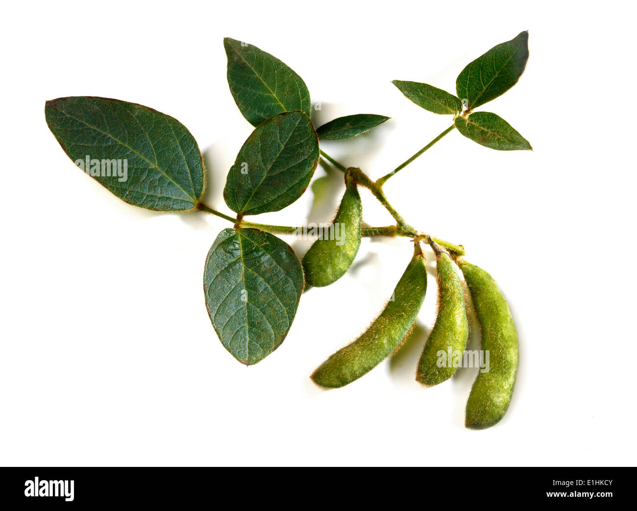 Soybeans (Glycine max) with leaves Stock Photo
