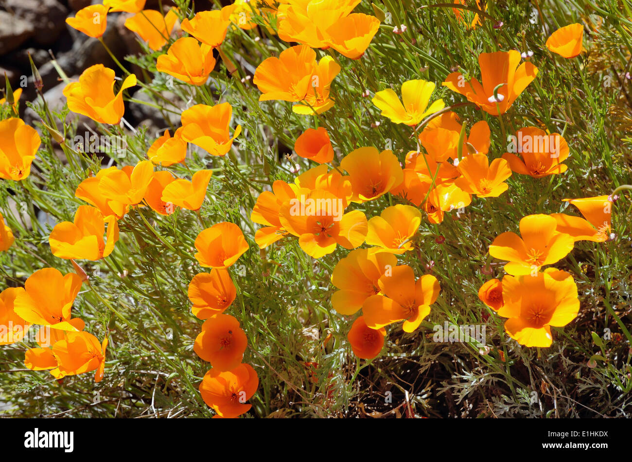 California Poppies or Golden Poppies (Eschscholtzia california) in the flower town of Vilaflor, Tenerife, Canary Islands, Spain Stock Photo