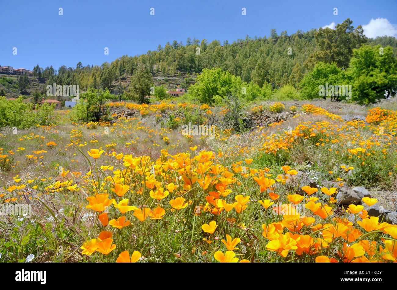 California Poppies or Golden Poppies (Eschscholtzia california) on a uncultivated land in the flower town of Vilaflor, Tenerife Stock Photo